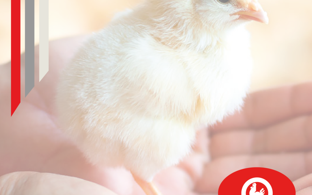 Bienestar animal en avicultura
